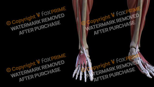 Muscular System Extensor Hallucis Longus 2 Still Shot