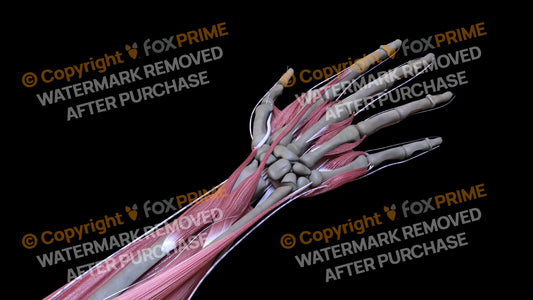 Muscular System Extensor Pollicis Brevis 2 Still Shot