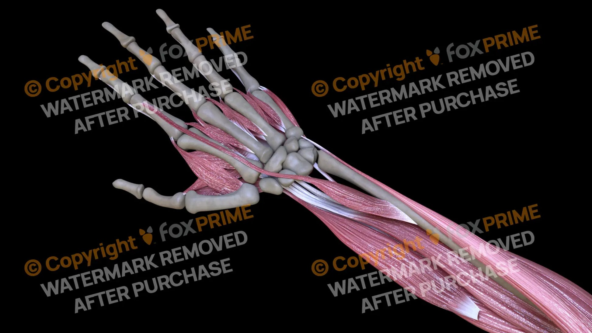 Muscular System Extensor Pollicis Longus 2 Still Shot