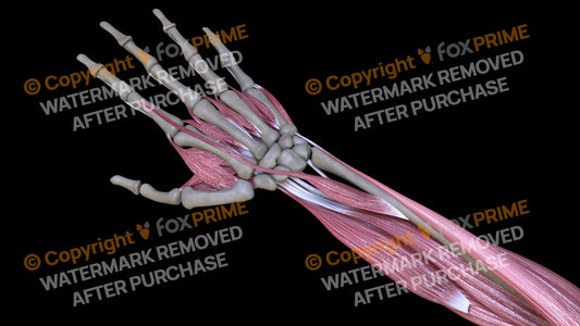 Muscular System Extensor Pollicis Longus 2 Still Shot