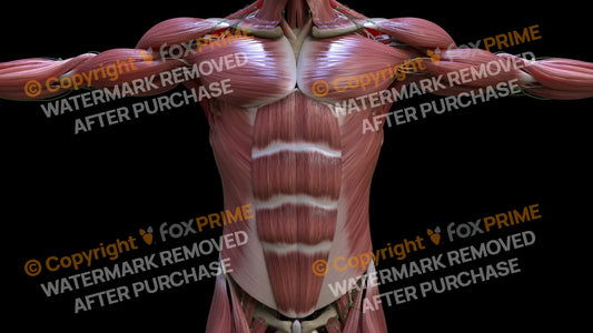 Muscular System External Oblique 2 Still Shot