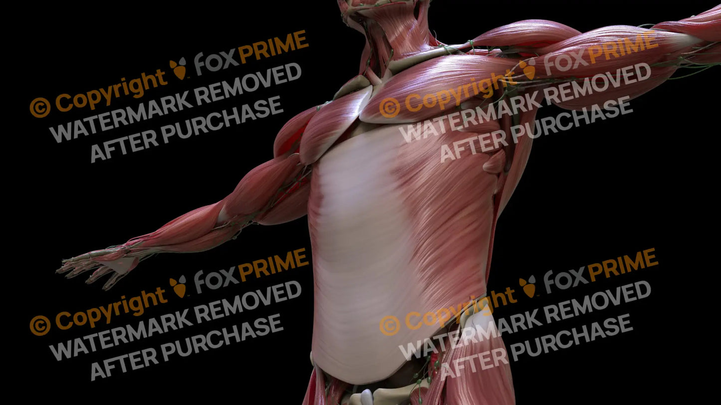 Muscular System External Oblique 3 Still Shot