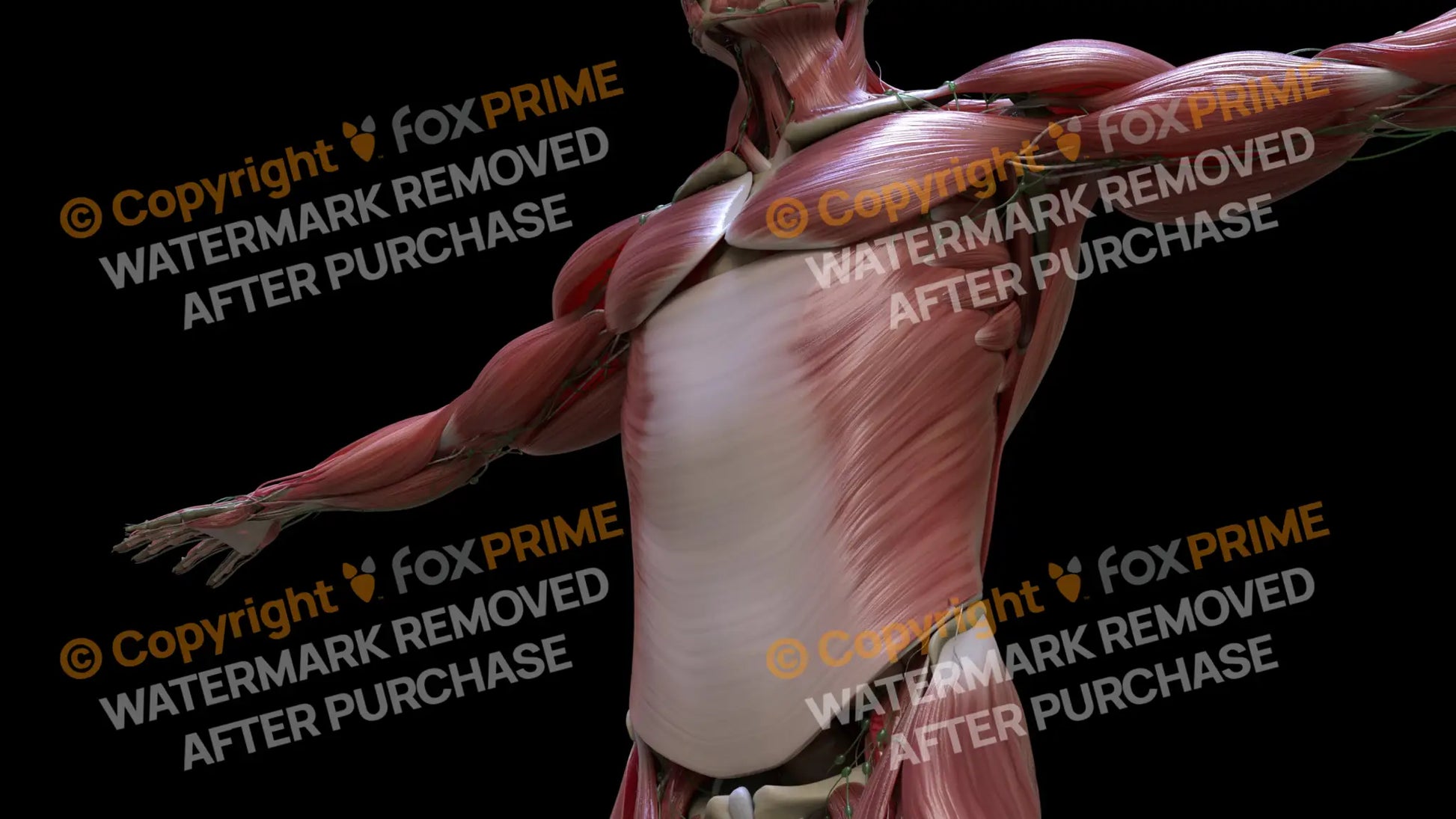 Muscular System External Oblique 3 Still Shot