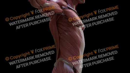 Muscular System External Oblique 4 Still Shot