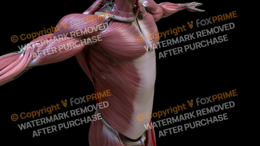 Muscular System External Oblique 5 Still Shot