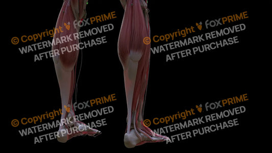Muscular System Fibularis Longus 2 Still Shot