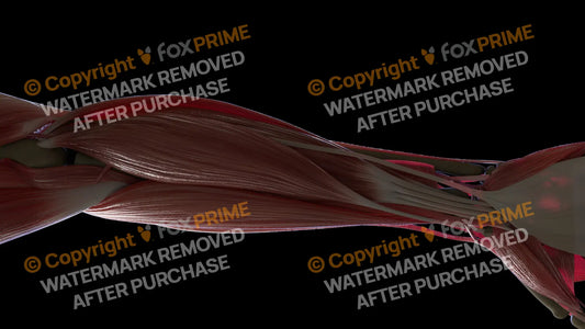 Muscular System Flexor Carpi Radialis 2 Still Shot