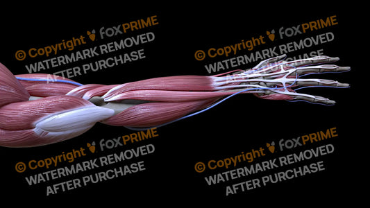Muscular System Flexor Carpi Ulnaris 2 Still Shot