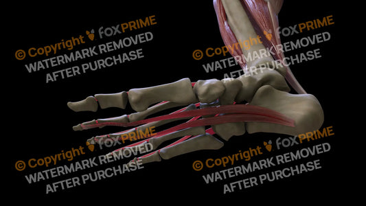 Muscular System Flexor Digitorum Brevis 2 Still Shot