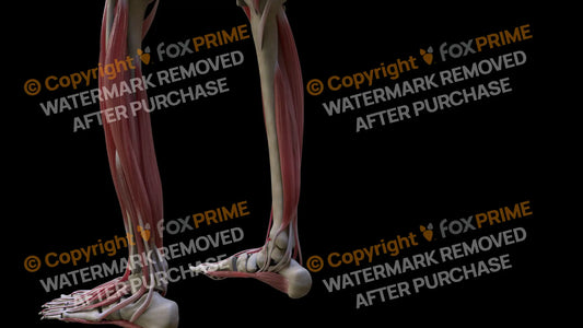 Muscular System Flexor Digitorum Longus 2 Still Shot