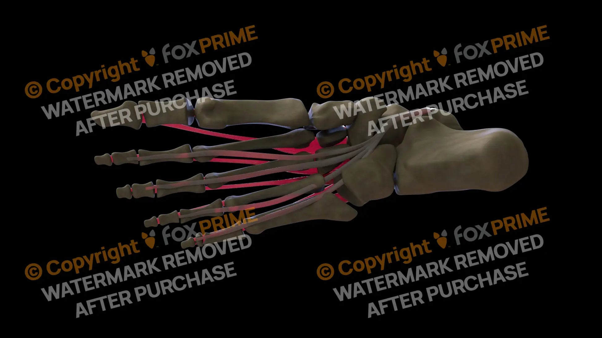 Muscular System Flexor Digitorum Longus 3 Still Shot