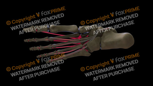 Muscular System Flexor Digitorum Longus 3 Still Shot