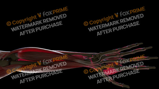 Muscular System Flexor Digitorum Profundus 2 Still Shot