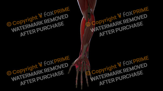 Muscular System Flexor Digitorum Superficialis 1 Still Shot