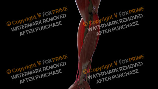 Muscular System Flexor Digitorum Superficialis 2 Still Shot