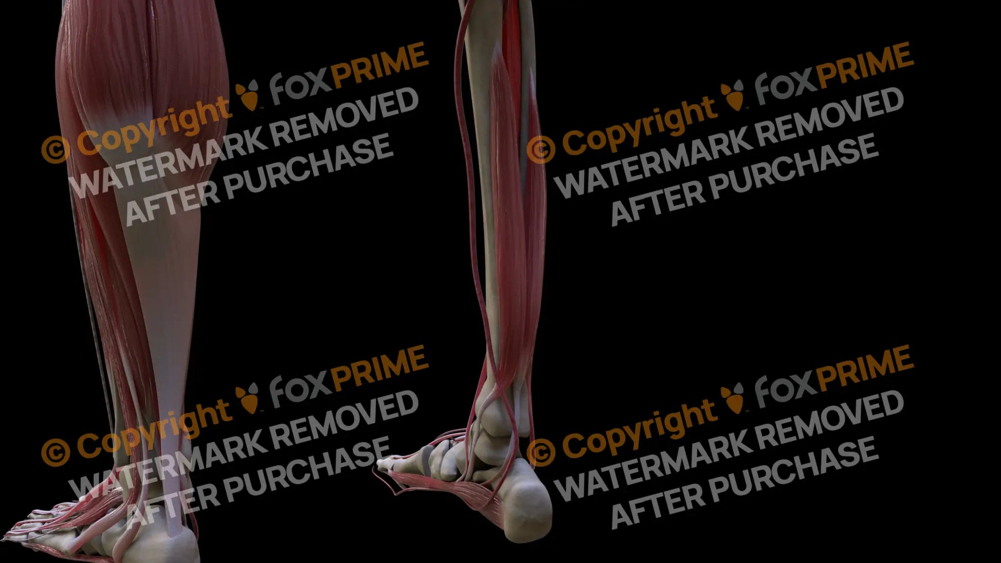 Muscular System Flexor Hallucis Longus 2 Still Shot