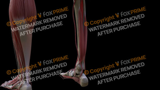 Muscular System Flexor Hallucis Longus 2 Still Shot