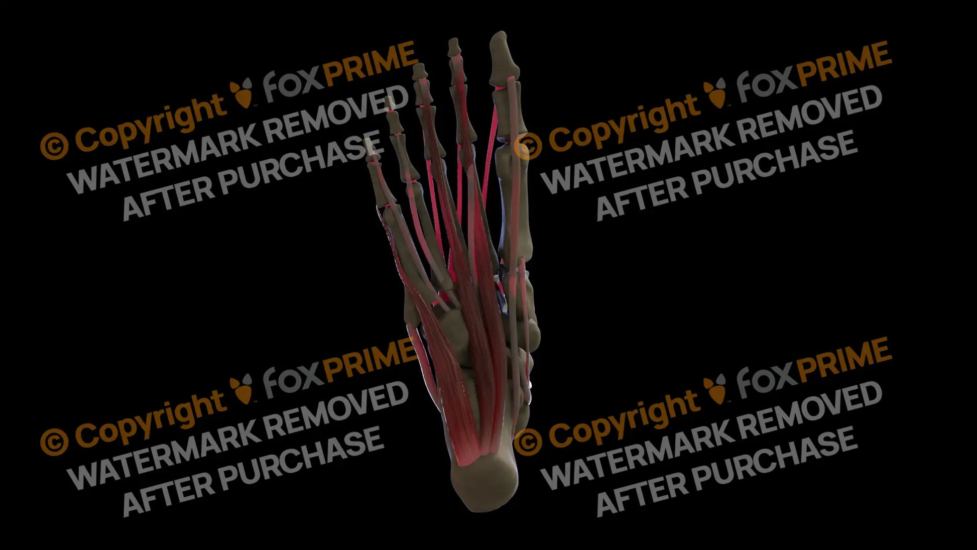 Muscular System Flexor Hallucis Longus 3 Still Shot