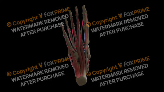 Muscular System Flexor Hallucis Longus 3 Still Shot