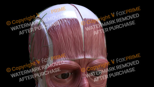 Muscular System Frontalis 2 Still Shot