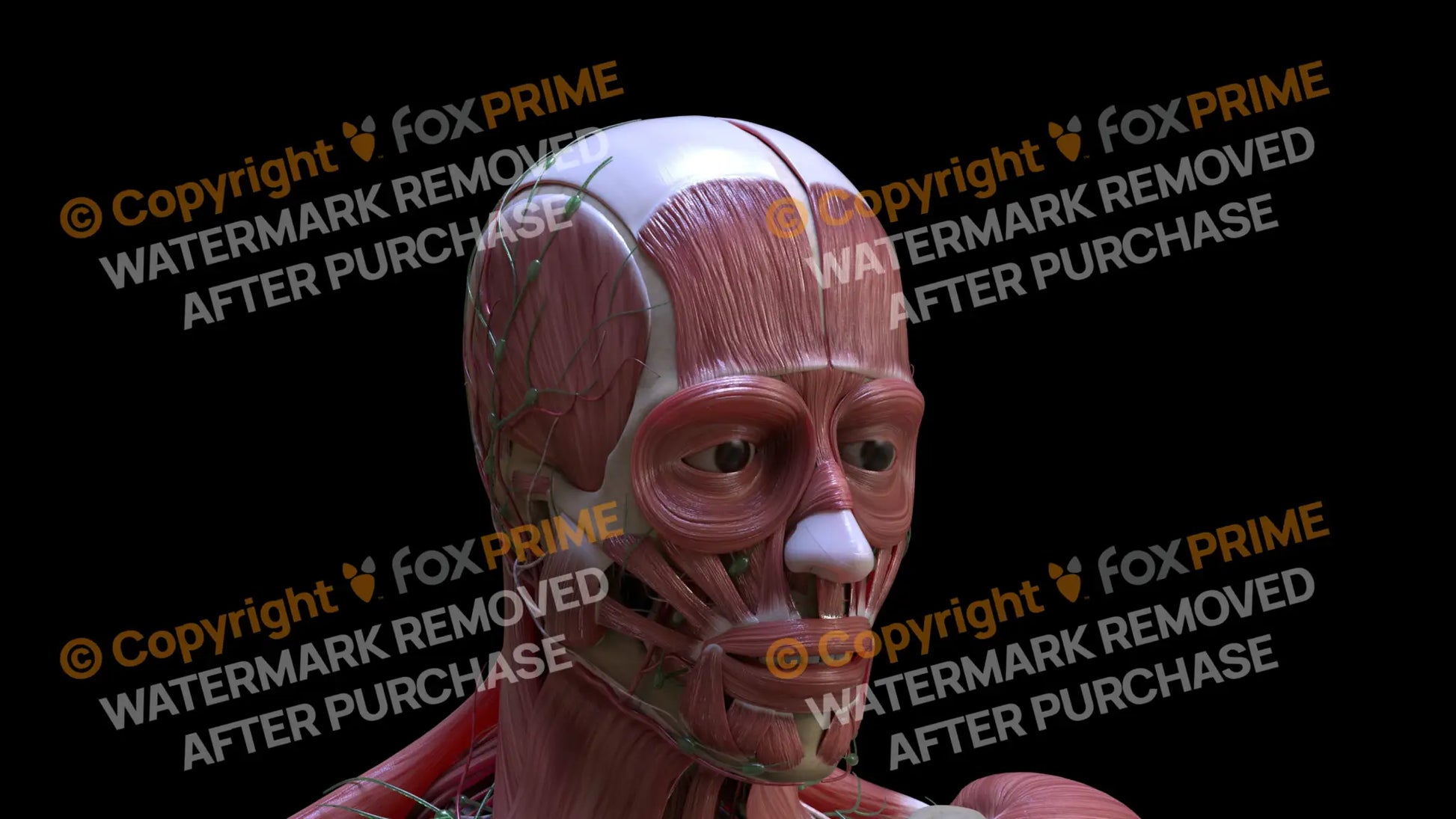 Muscular System Frontalis 3 Still Shot
