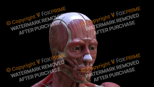 Muscular System Frontalis 3 Still Shot