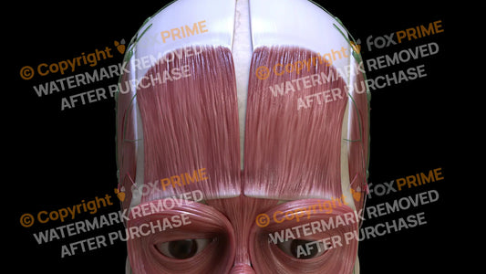 Muscular System Frontalis 4 Still Shot