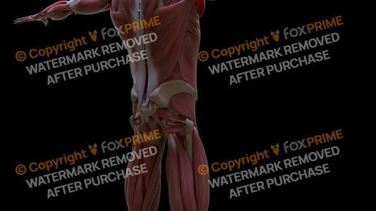 Muscular System Gluteus Minimus 3 Still Shot