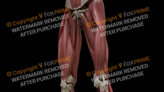Muscular System Gracilis 2 Still Shot