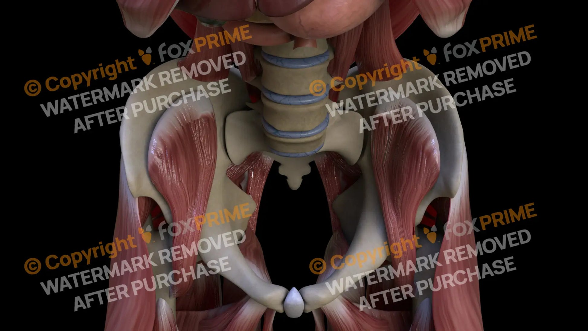 Muscular System Iliacus 2 Still Shot