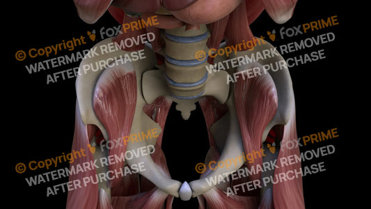 Muscular System Iliacus 2 Still Shot