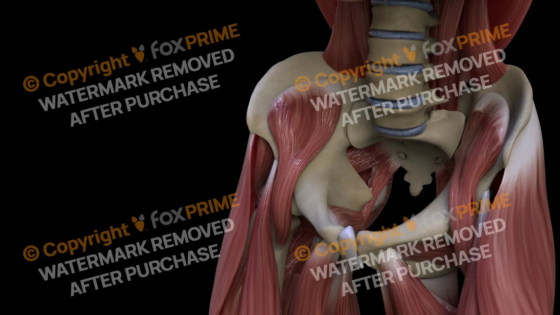 Muscular System Iliacus 3 Still Shot