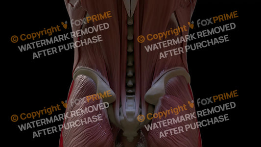 Muscular System Iliocostalis 2 Still Shot