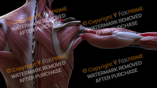 Muscular System Infraspinatus 2 Still Shot