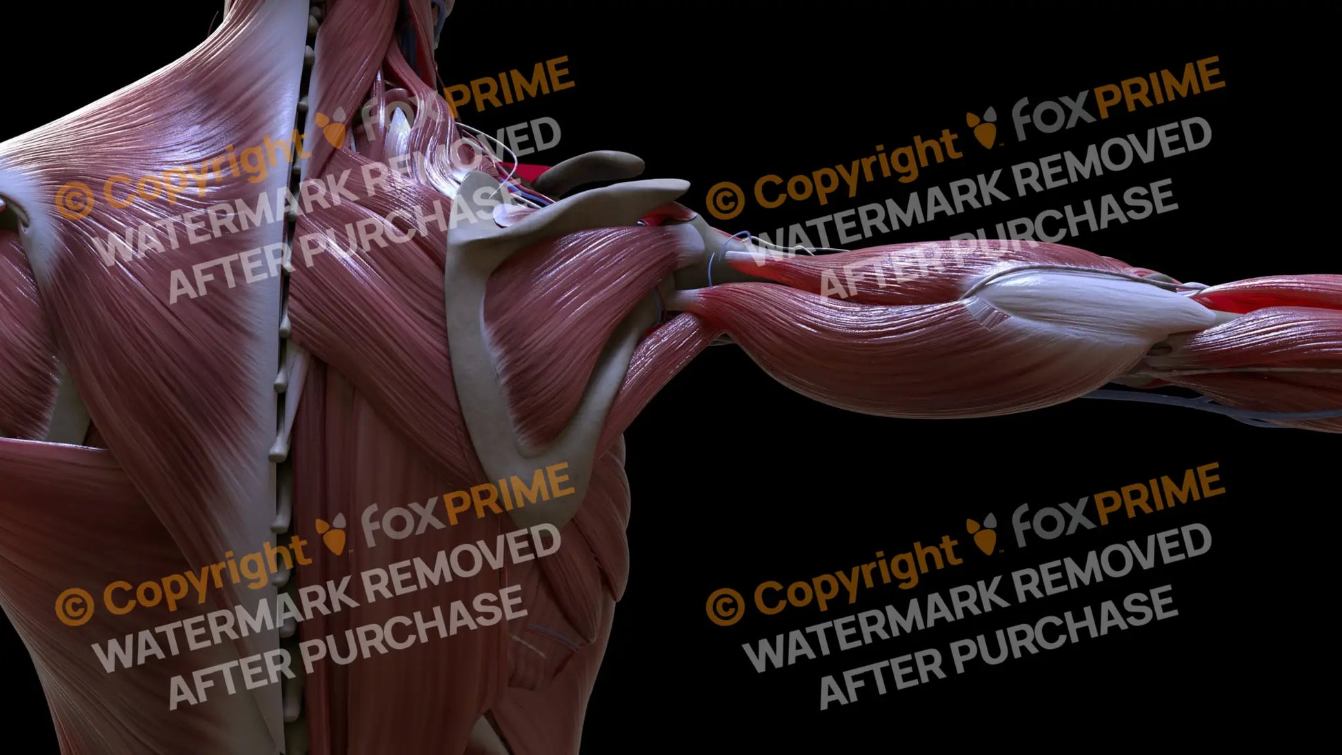 Muscular System Infraspinatus 2 Still Shot