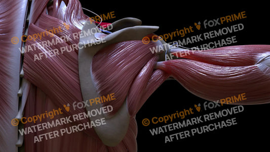 Muscular System Infraspinatus 3 Still Shot
