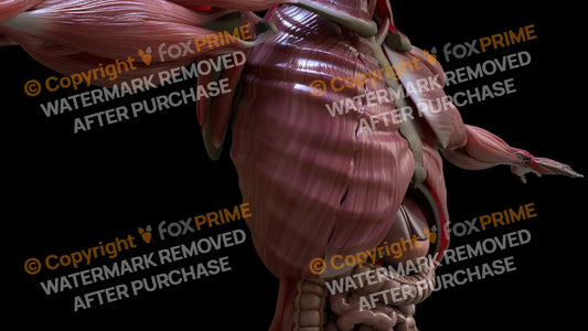 Muscular System Intercostal 2 Still Shot