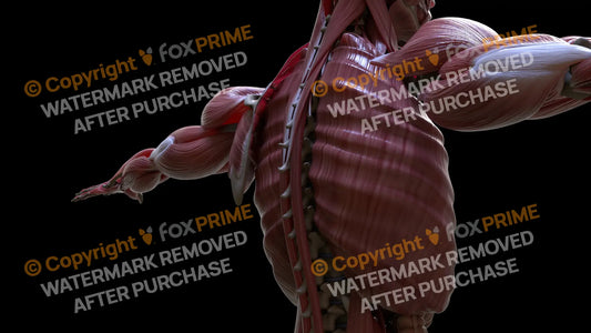 Muscular System Intercostal 3 Still Shot