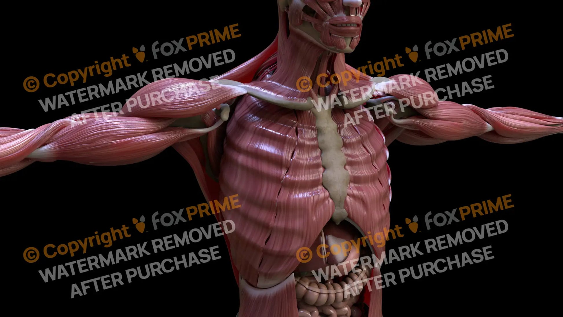 Muscular System Intercostal 4 Still Shot