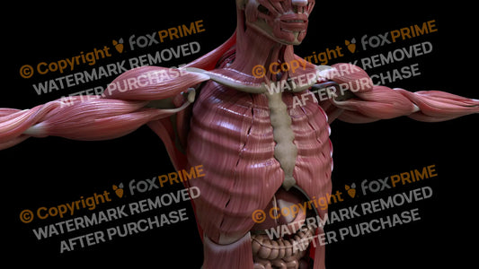Muscular System Intercostal 4 Still Shot