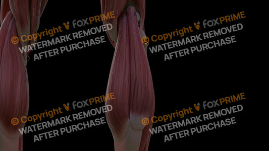 Muscular System Lateral Head Gastrocnemius 2 Still Shot