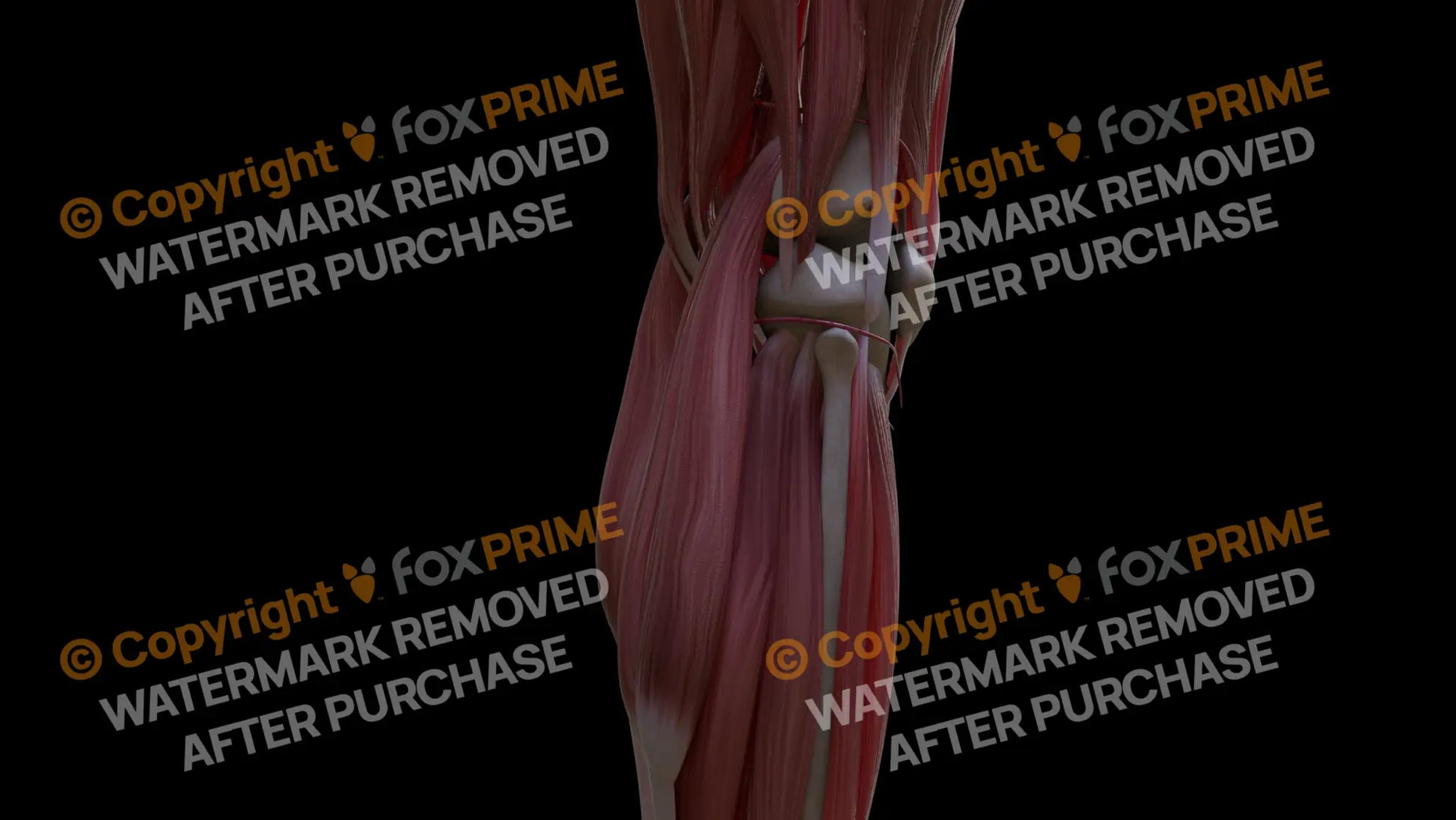 Muscular System Lateral Head Gastrocnemius 4 Still Shot