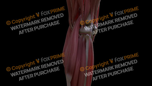 Muscular System Lateral Head Gastrocnemius 4 Still Shot