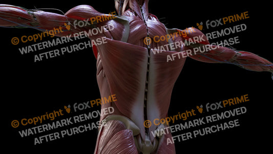 Muscular System Latissimus 2 Still Shot