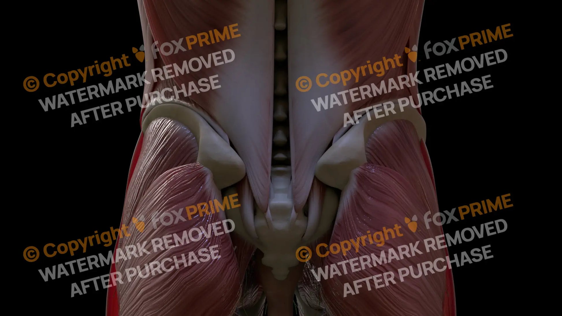 Muscular System Latissimus 3 Still Shot