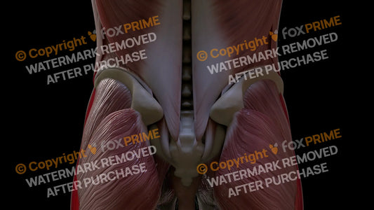 Muscular System Latissimus 3 Still Shot