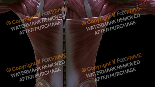 Muscular System Latissimus 4 Still Shot