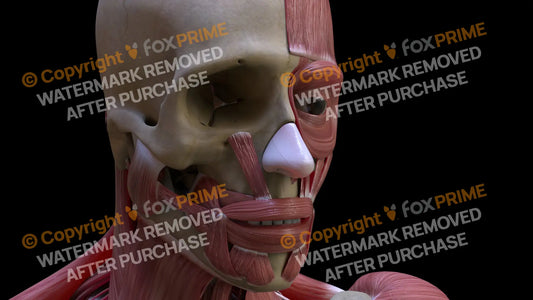 Muscular System Levator Labii Superioris 2 Still Shot