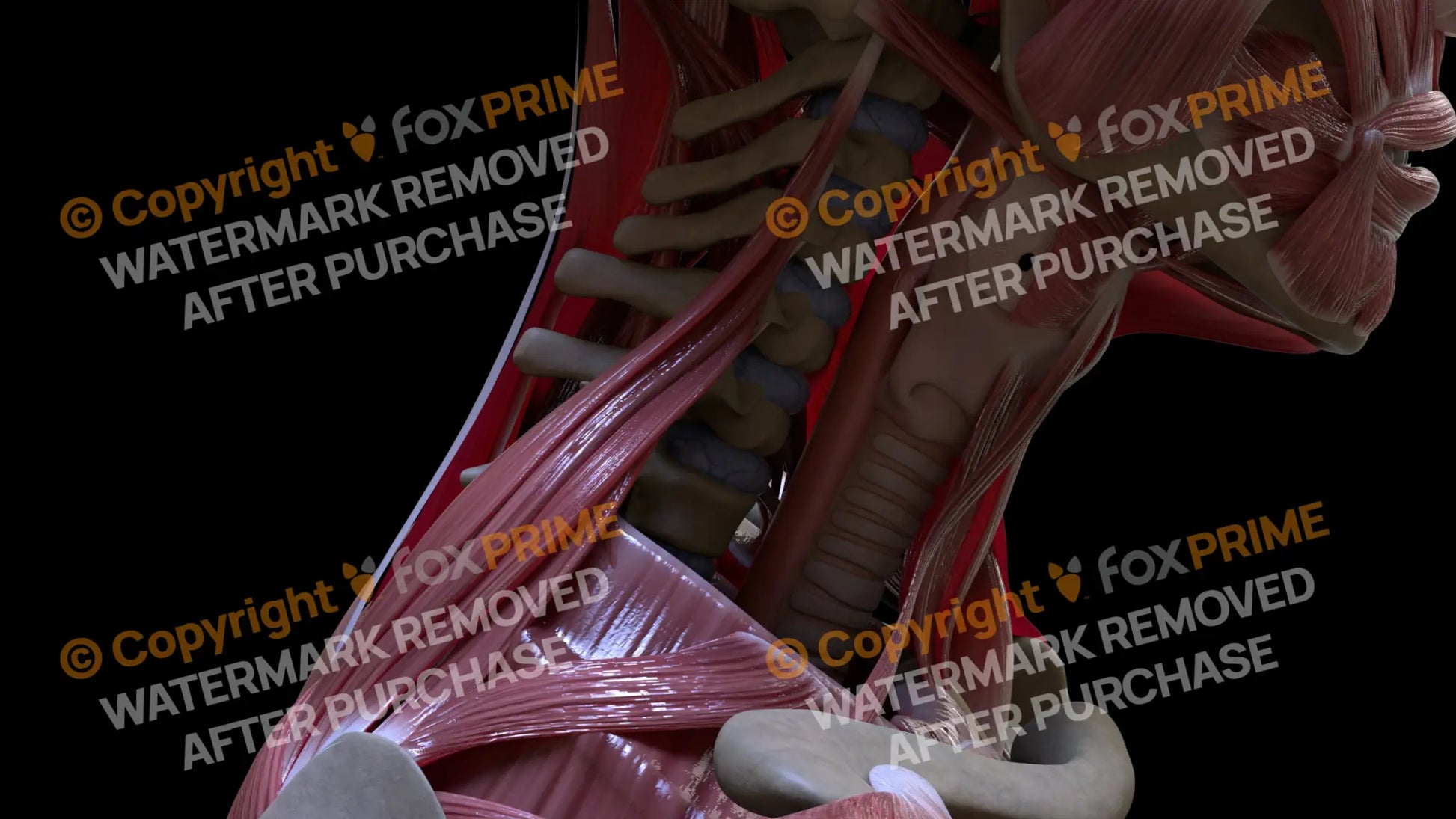 Muscular System Levator Scapulae 4 Still Shot