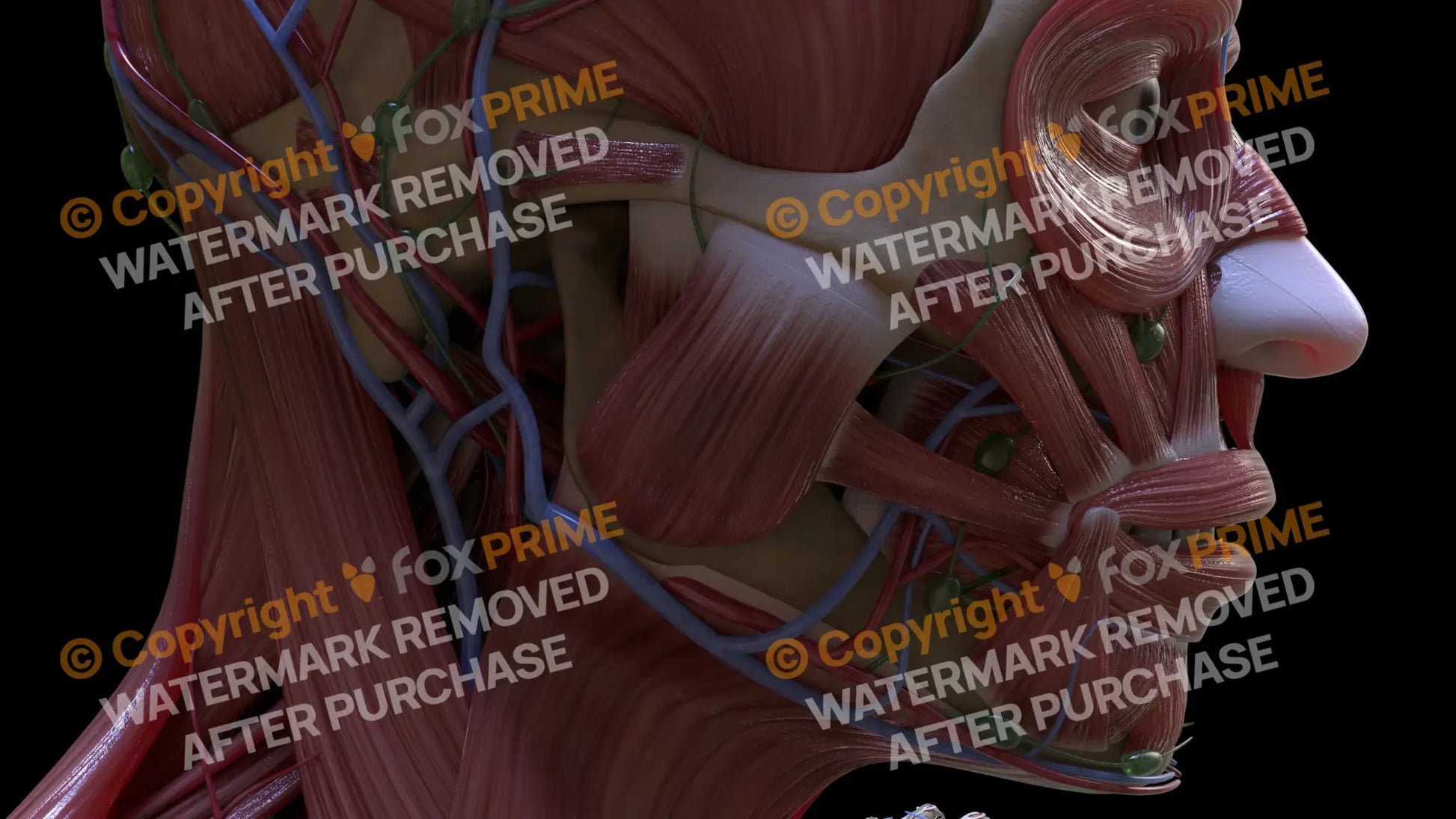 Muscular System Masseter 2 Still Shot
